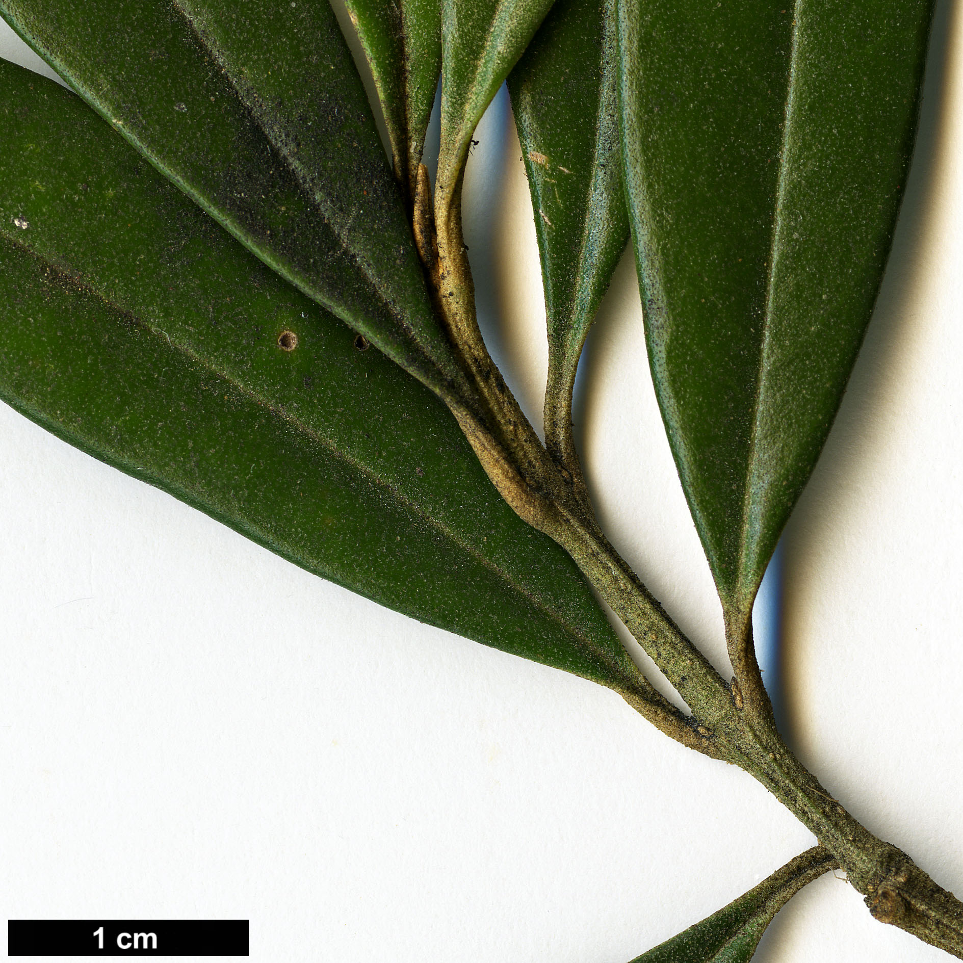 High resolution image: Family: Oleaceae - Genus: Olea - Taxon: europaea - SpeciesSub: subsp. cuspidata